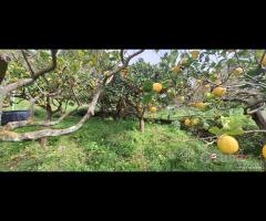 Rometta, funzionale terreno agricolo terrazzato - 12