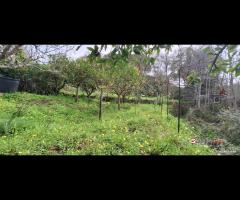 Rometta, funzionale terreno agricolo terrazzato - 13