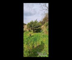 Rometta, funzionale terreno agricolo terrazzato - 14