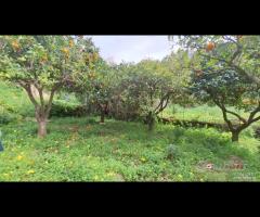 Rometta, funzionale terreno agricolo terrazzato - 17