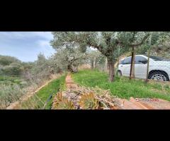 Rometta, funzionale terreno agricolo terrazzato - 21