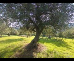 Terreno zona SPORTIN CLUB rif. 150/25 - 11