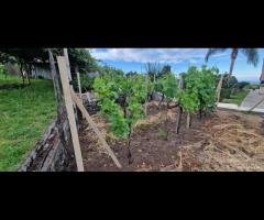 Casa di campagna con terreno a Santa Venerina - 12