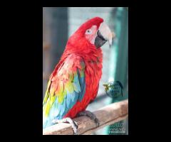 Ara Chloroptera Femmina 2008 da riproduzione