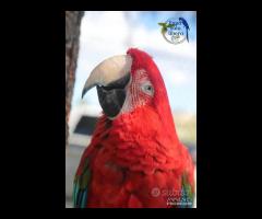 Ara Chloroptera Femmina 2008 da riproduzione