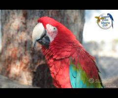 Ara Chloroptera Femmina 2008 da riproduzione