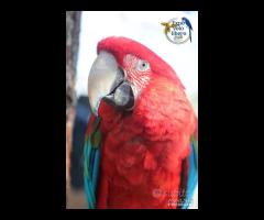 Ara Chloroptera Femmina 2008 da riproduzione