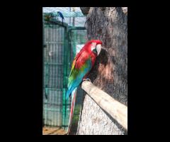 Ara Chloroptera Femmina 2008 da riproduzione