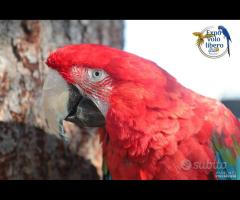 Ara Chloroptera Femmina 2008 da riproduzione - 6