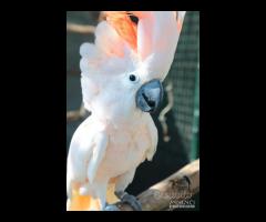 Cacatua delle Mollucche Maschio