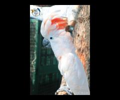 Cacatua delle Mollucche Maschio