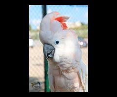 Cacatua delle Mollucche Maschio