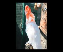 Cacatua delle Mollucche Maschio