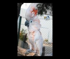 Cacatua delle Mollucche Maschio