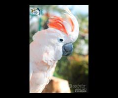 Cacatua delle Mollucche Maschio - 6