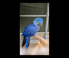Ara Giacinto da Riproduzione 6 anni Femmina