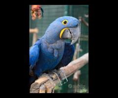 Ara Giacinto da Riproduzione 6 anni Femmina