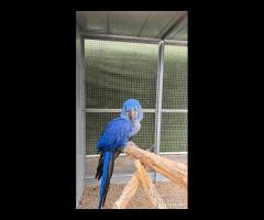 Ara Giacinto da Riproduzione 6 anni Femmina
