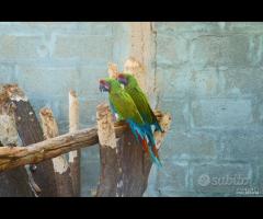 Ara Ambigua coppia da riproduzione