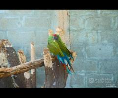 Ara Ambigua coppia da riproduzione