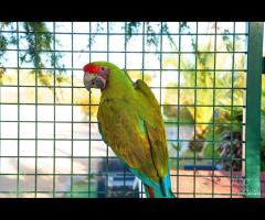 Ara Ambigua coppia da riproduzione