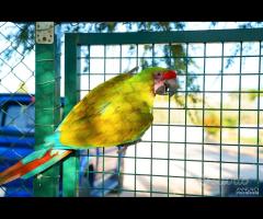 Ara Ambigua coppia da riproduzione