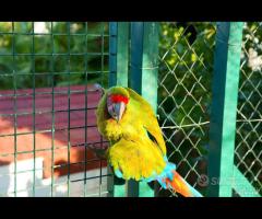 Ara Ambigua coppia da riproduzione