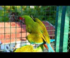 Ara Ambigua coppia da riproduzione - 6