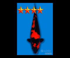 Carpa Koi Hi Utsuri - Maschio 50cm ExpoKoi