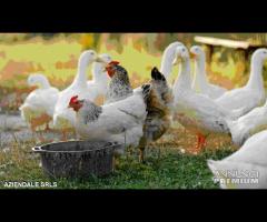 AGRITURISMO-FATTORIA- MANEGGIO-3 ETTARI DI TERRENO - 2