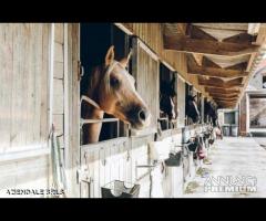 AGRITURISMO-FATTORIA- MANEGGIO-3 ETTARI DI TERRENO - 4