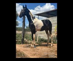 Cavallo Puledro Barocco Pinto 18 Mesi