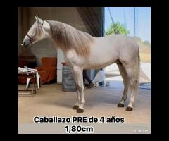 Cavallo Spagnolo Bianco PRE 4 ANNI 1.80 GUASON VS