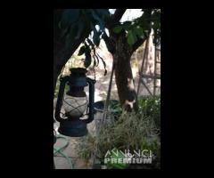 Villa Tina Torre Lapillo Salento x8/10 - 14