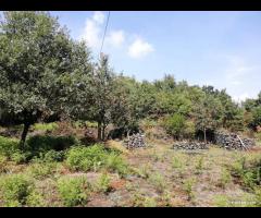 Terreno 3.000mq con progetto a Linguaglossa