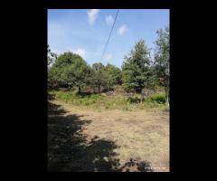 Terreno 3.000mq con progetto a Linguaglossa - 6