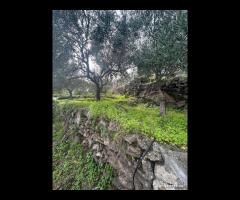 Terreno agricolo a Nunziata di Mascali - 8
