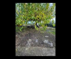 Terreno agricolo a Nunziata di Mascali - 12