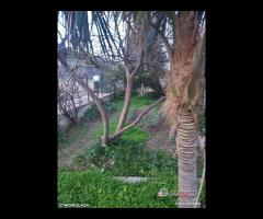 Zafferia, Casa Indipendente con terreno - 20