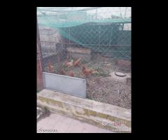 Zafferia, Casa Indipendente con terreno - 23