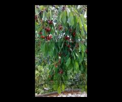 Terreno panoramico a San Giovanni Montebello