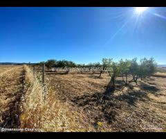 Rif.TA41|Terreno agricolo Caltanissetta