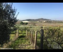 Rif.TA39|Terreno agricolo Caltanissetta - 4