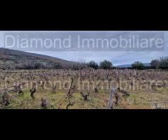 Vigneto in zona DOC a Castiglione di Sicilia