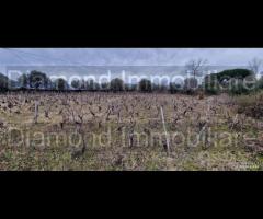 Vigneto in zona DOC a Castiglione di Sicilia