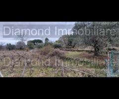 Vigneto in zona DOC a Castiglione di Sicilia