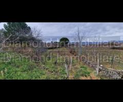 Vigneto in zona DOC a Castiglione di Sicilia