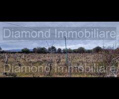 Vigneto in zona DOC a Castiglione di Sicilia - 6