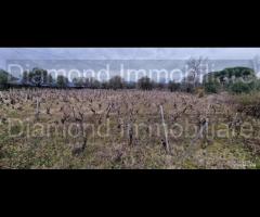 Vigneto in zona DOC a Castiglione di Sicilia - 7