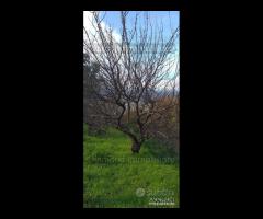 Proprietà agricola con casolare a Linguaglossa